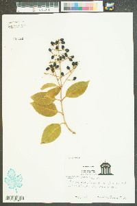 Ligustrum amurense image