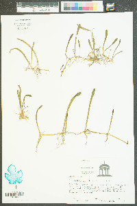 Lilaeopsis carolinensis image