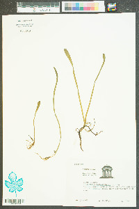 Lilaeopsis carolinensis image