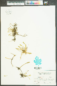 Lilaeopsis carolinensis image