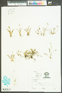 Lilaeopsis chinensis image