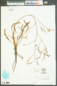 Limonium carolinianum image