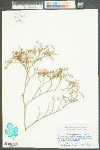 Limonium carolinianum image