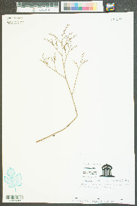 Limonium carolinianum image