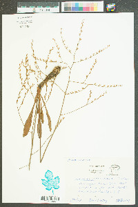 Limonium carolinianum image