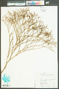 Limonium carolinianum image