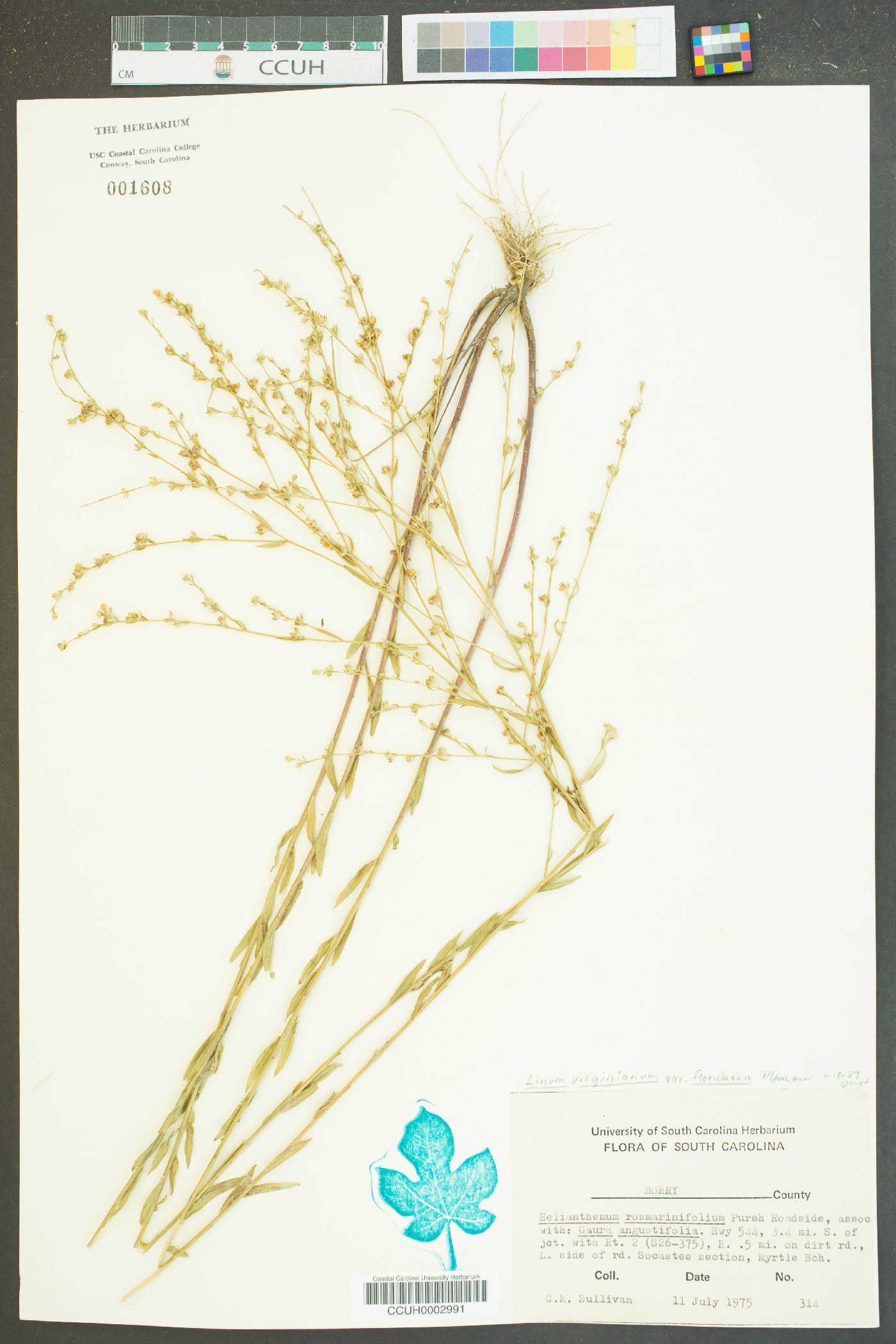 Linum virginianum var. floridanum image