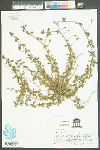 Phyla nodiflora image