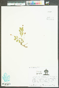 Phyla nodiflora image