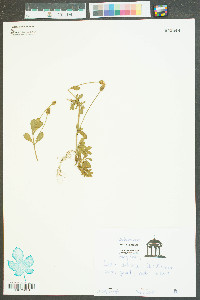 Phyla nodiflora image