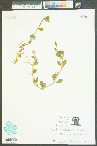 Phyla nodiflora image