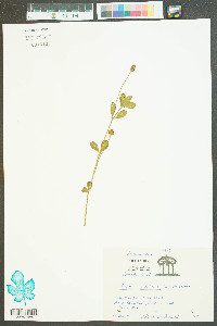 Phyla nodiflora image