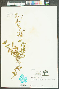 Phyla nodiflora image