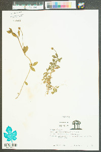 Phyla nodiflora image