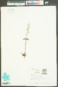 Listera australis image