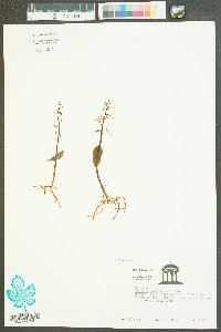 Listera australis image