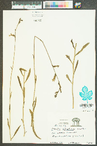 Lobelia glandulosa image