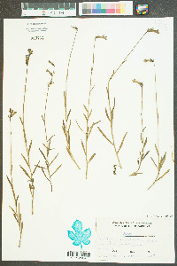 Lobelia glandulosa image