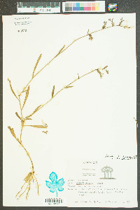 Lobelia glandulosa image