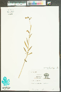 Lobelia glandulosa image