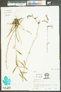 Lobelia glandulosa image