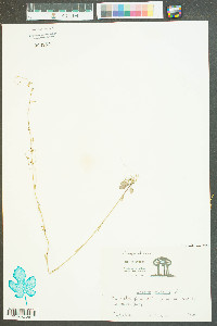 Lobelia nuttallii image