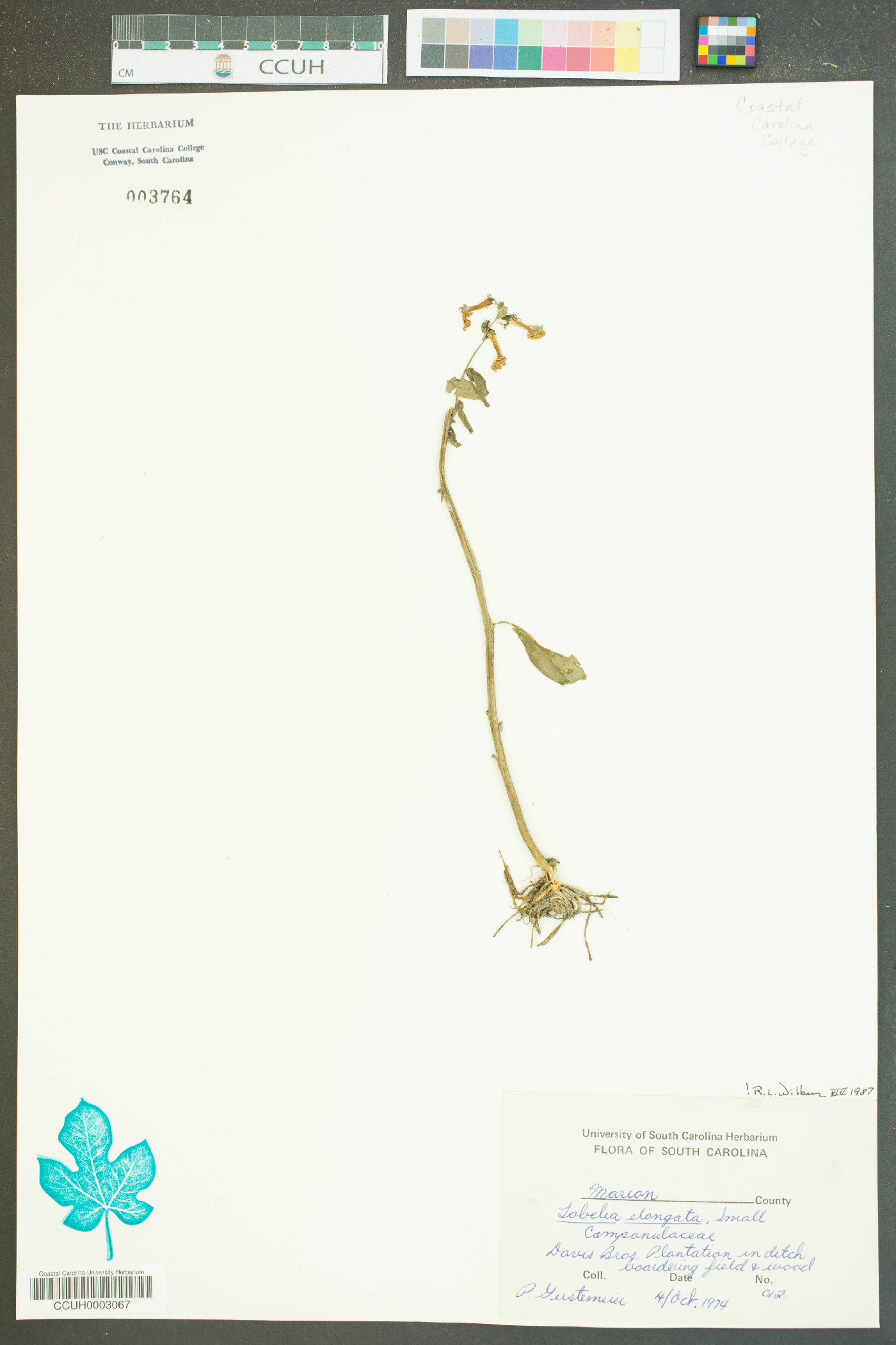 Lobelia elongata image