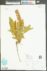 Lupinus villosus image