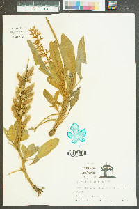 Lupinus villosus image