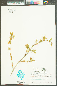 Lonicera fragrantissima image