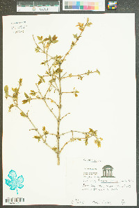 Lonicera fragrantissima image