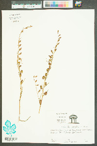 Ludwigia virgata image