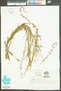 Ludwigia virgata image