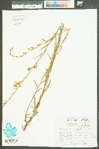 Ludwigia virgata image