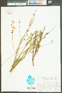 Ludwigia virgata image