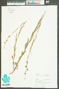 Ludwigia virgata image