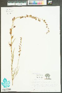 Ludwigia virgata image