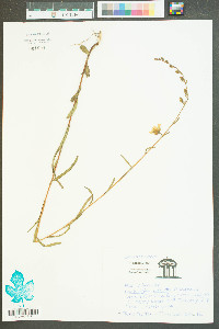 Ludwigia virgata image