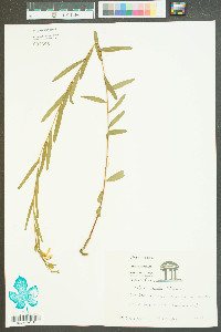 Ludwigia virgata image