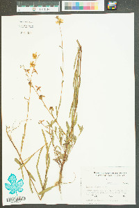 Ludwigia virgata image