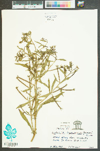 Ludwigia leptocarpa image