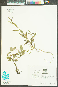 Ludwigia linearis image