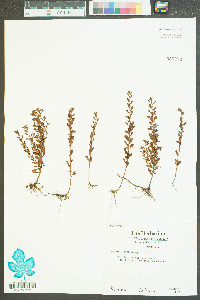 Ludwigia microcarpa image