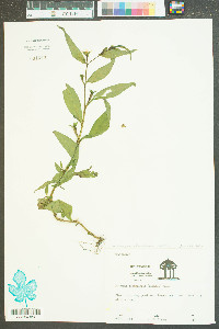 Ludwigia decurrens image