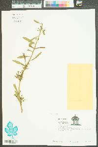 Ludwigia decurrens image