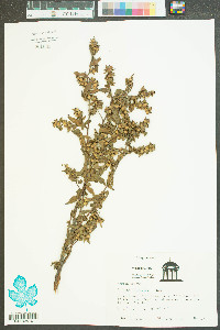 Ludwigia hirtella image