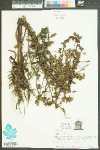 Ludwigia hirtella image