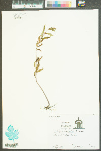 Lycopus rubellus image