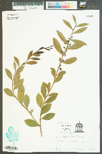 Lyonia lucida image