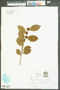 Lyonia lucida image